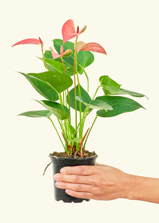 Anthurium Pink Flamingo in a 4 inches grow pot