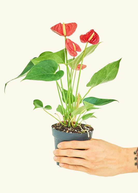 Anthurium Red Flamingo in a 4 inches grow pot