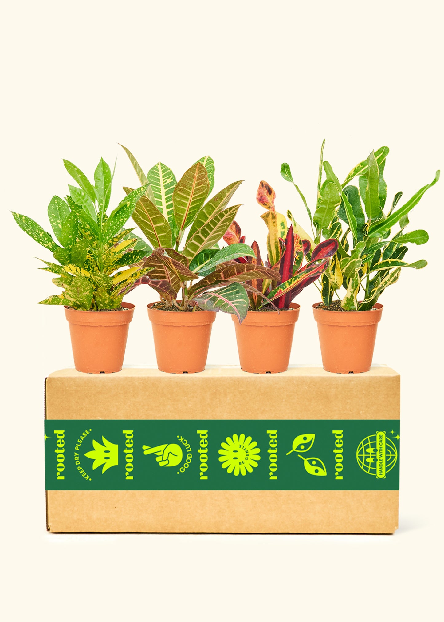 Assorted Croton Box in a 4 inches grow pot