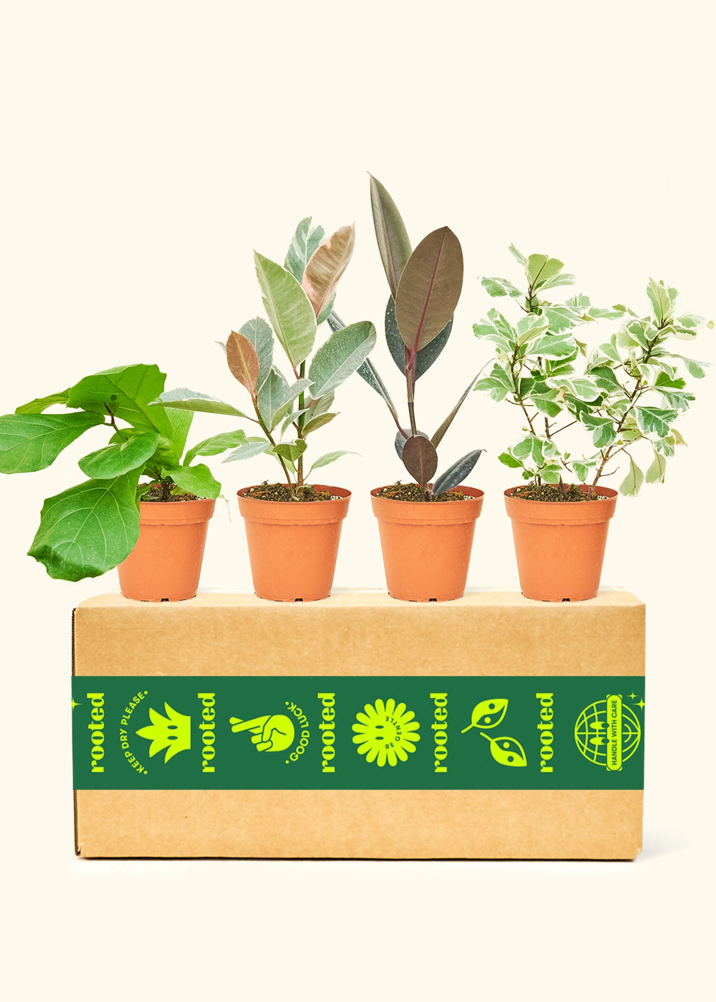 Assorted Ficus Box in a 4 inches grow pot