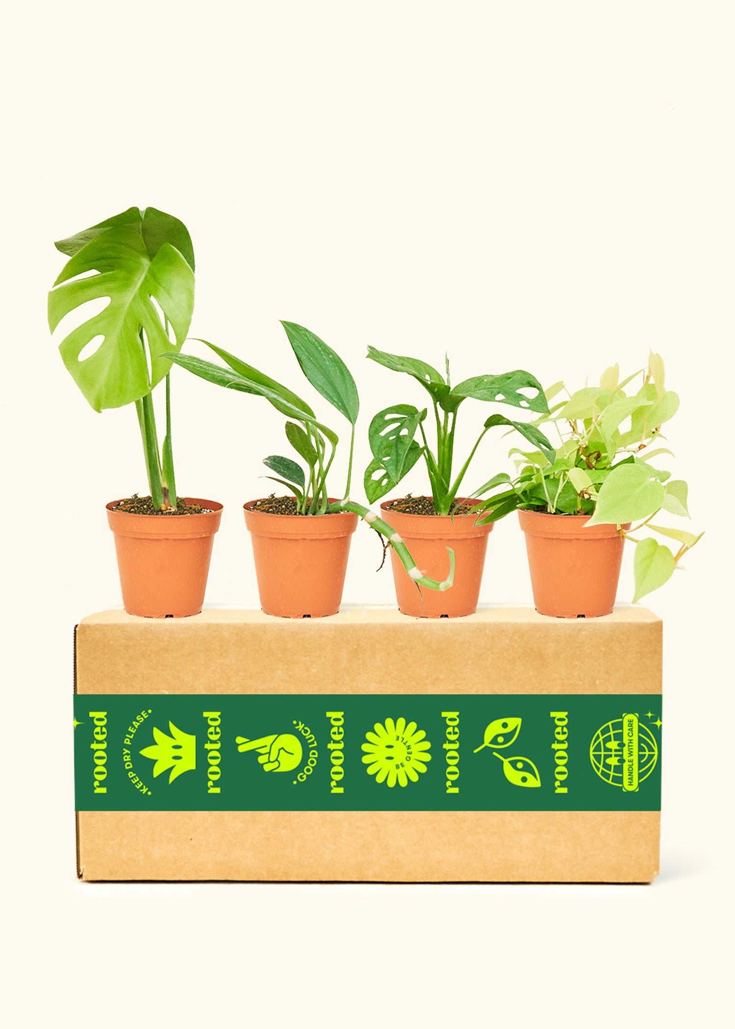 philodendron grow kit Assorted Philodendron Box, Small