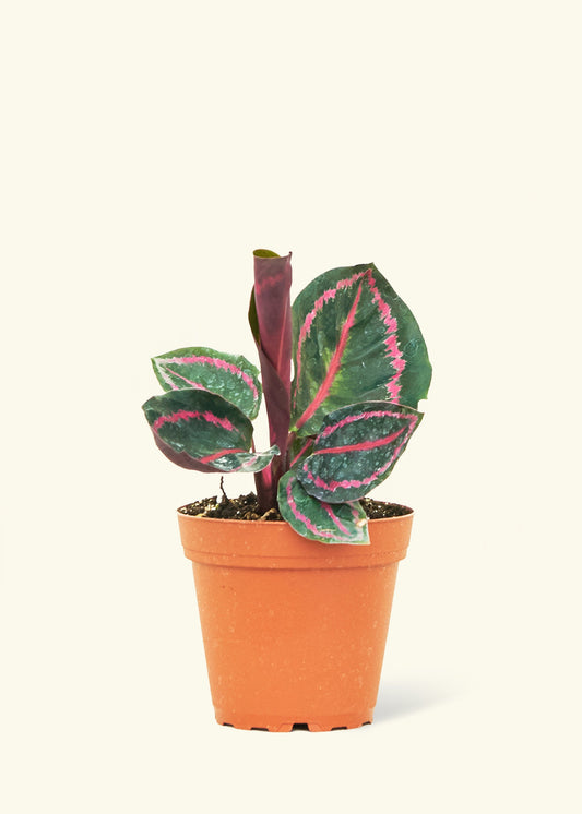 Calathea Dottie in a 4 inches grow pot