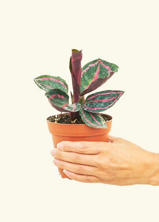 Calathea Dottie in a 4 inches grow pot