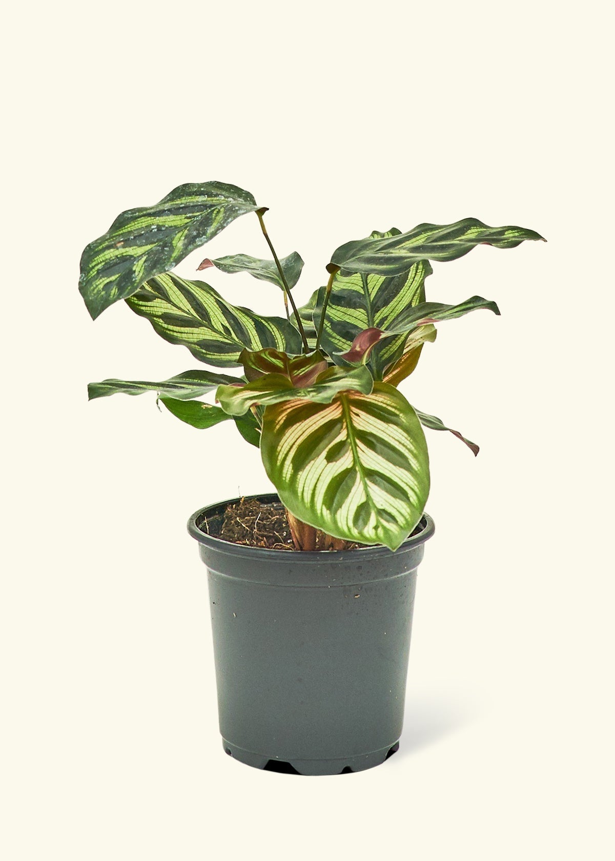 Peacock Calathea in a 4 inches grow pot