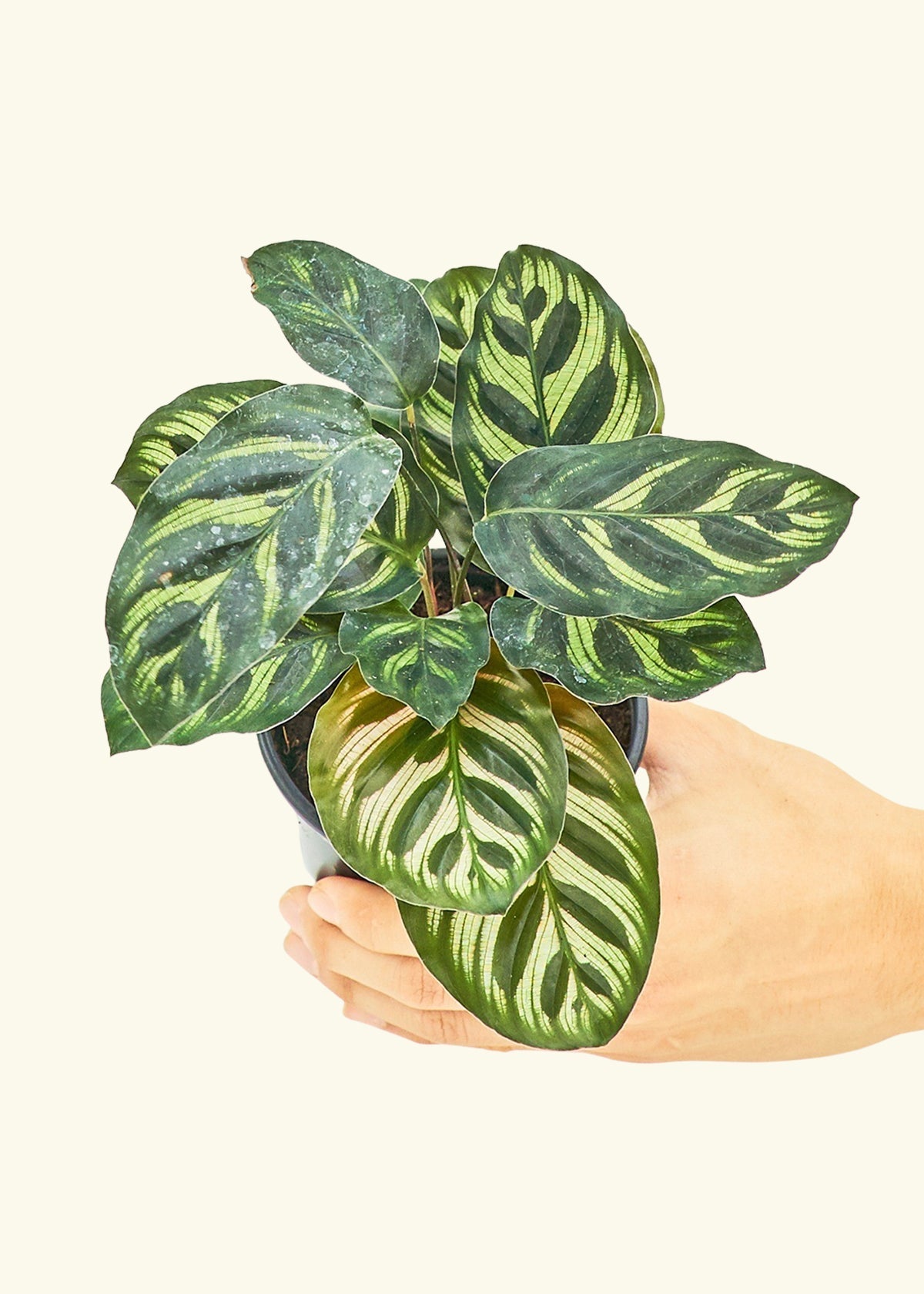Peacock Calathea in a 4 inches grow pot
