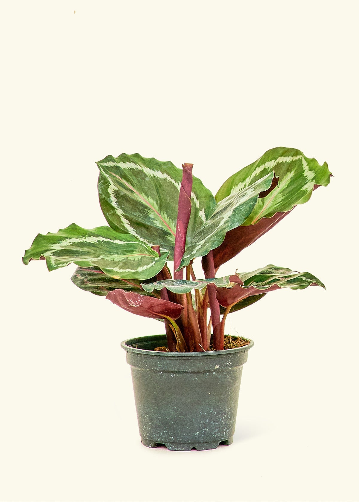 Calathea Medallion in a 4 inches grow pot
