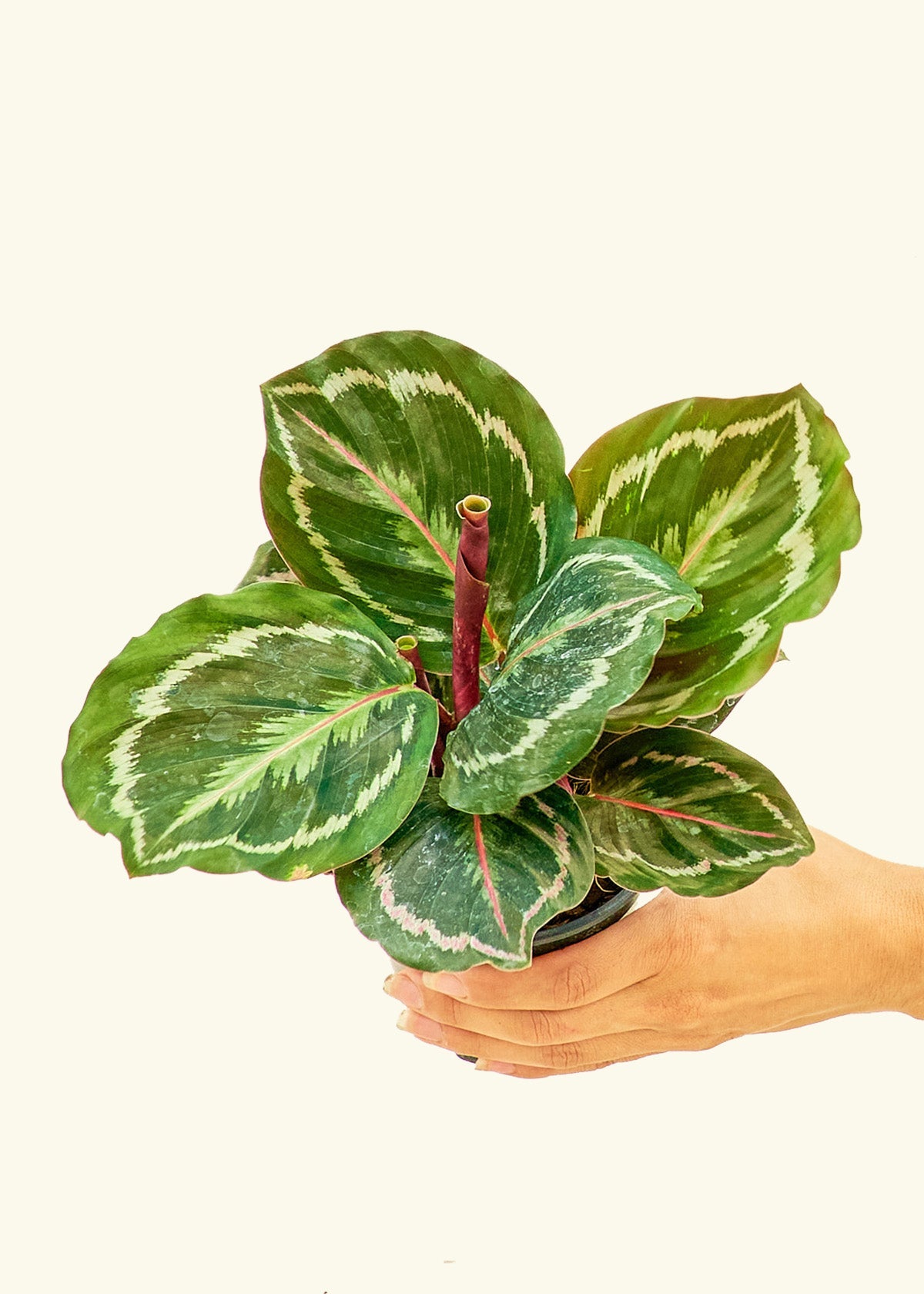 Calathea Medallion in a 4 inches grow pot