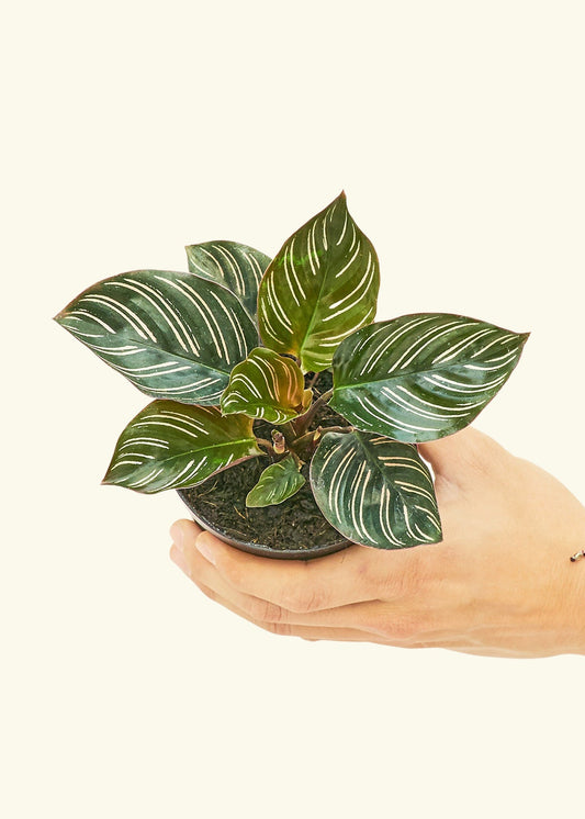 Pinstripe Calathea in a 4 inches grow pot
