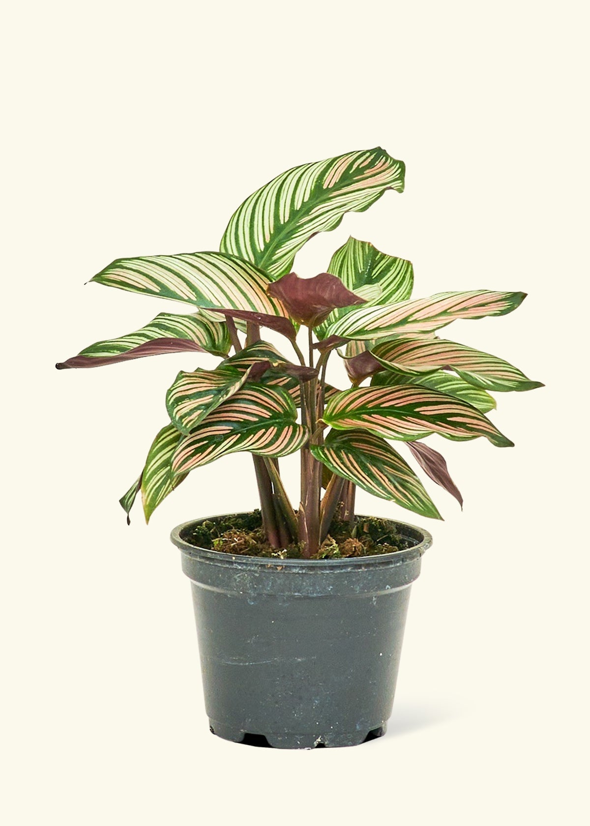 Calathea 'White Star'