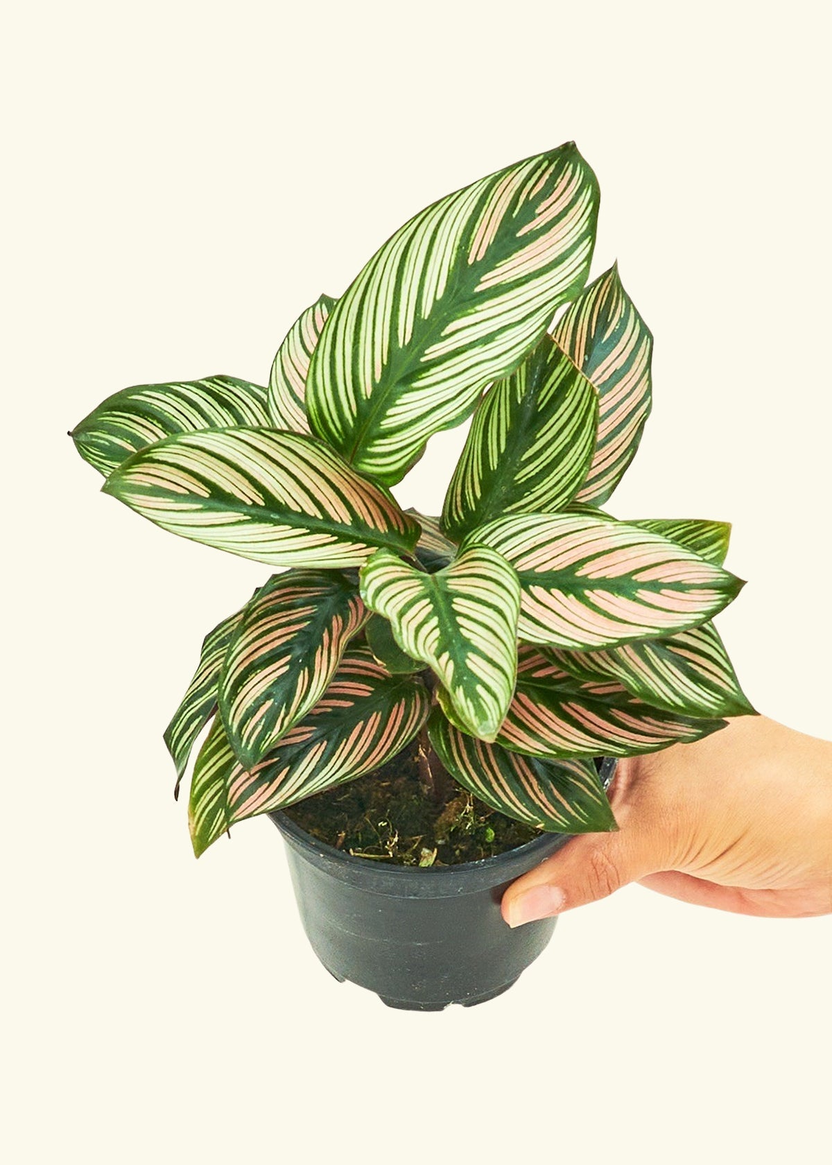 Calathea White Star in a 4 inches grow pot