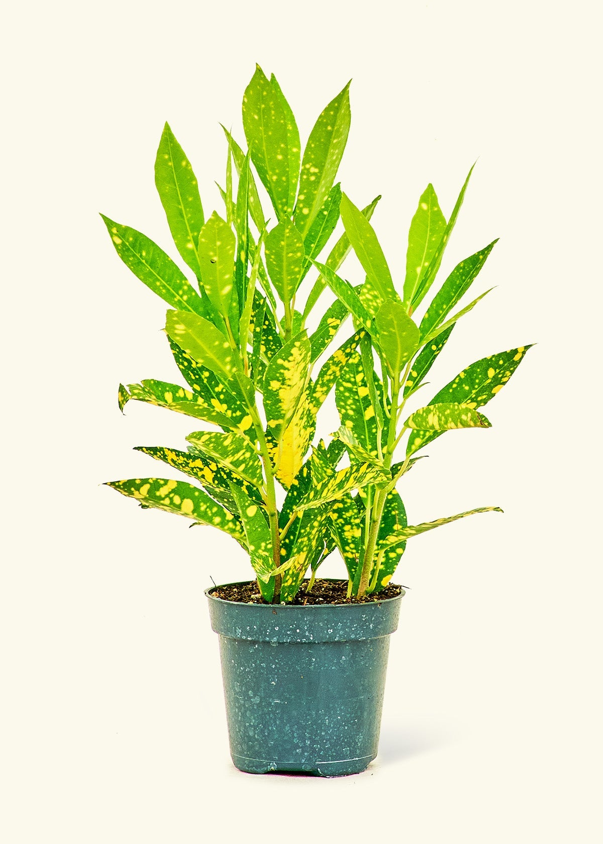 gold dust indoor plant Croton 'Gold Dust'