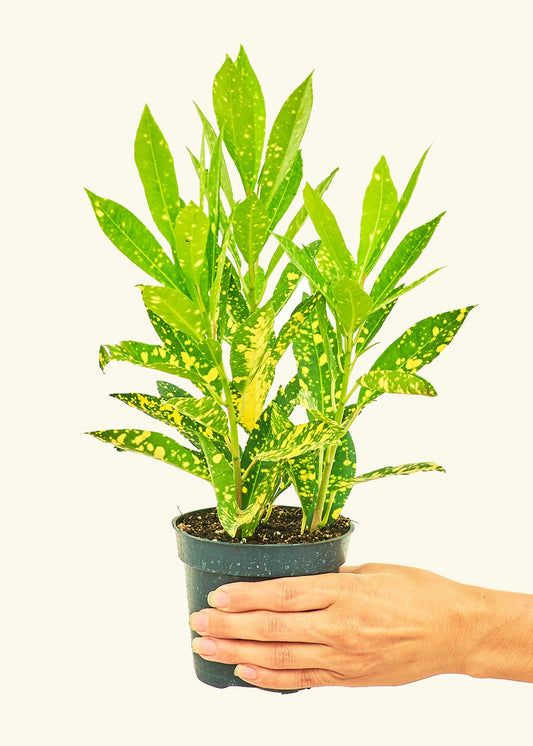 Gold Dust Croton in a 4 inches grow pot