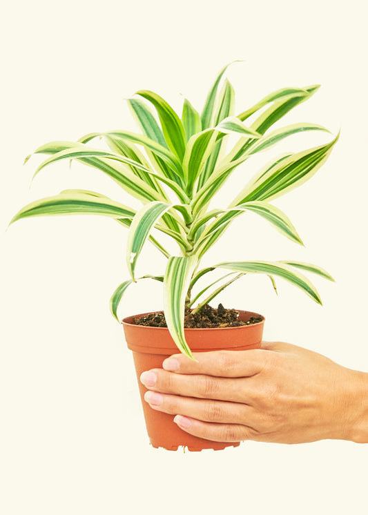 Dracaena Song of India in a 4 inches grow pot