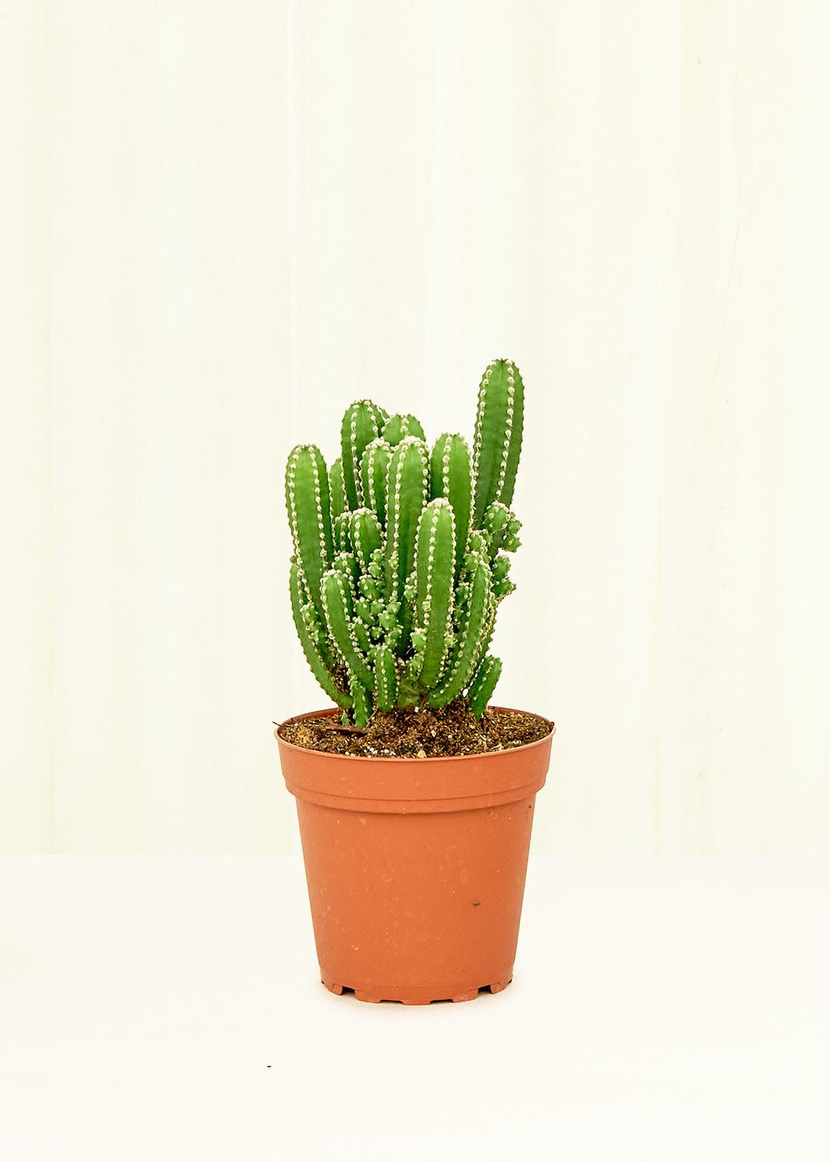 castle succulent Fairy Castle Cactus