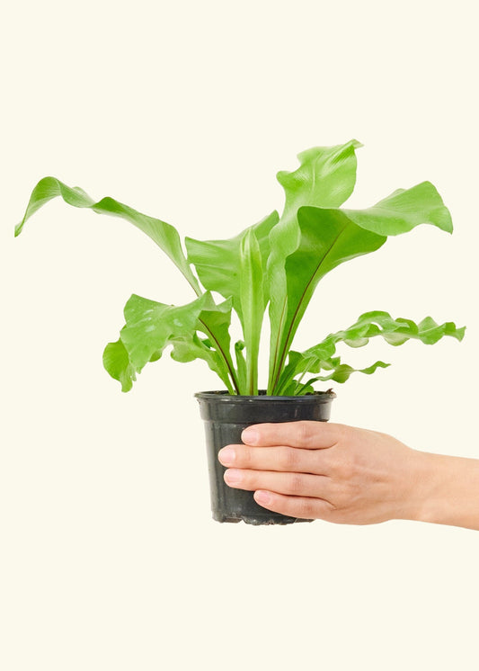 Bird's Nest Fern in a 4 inches grow pot