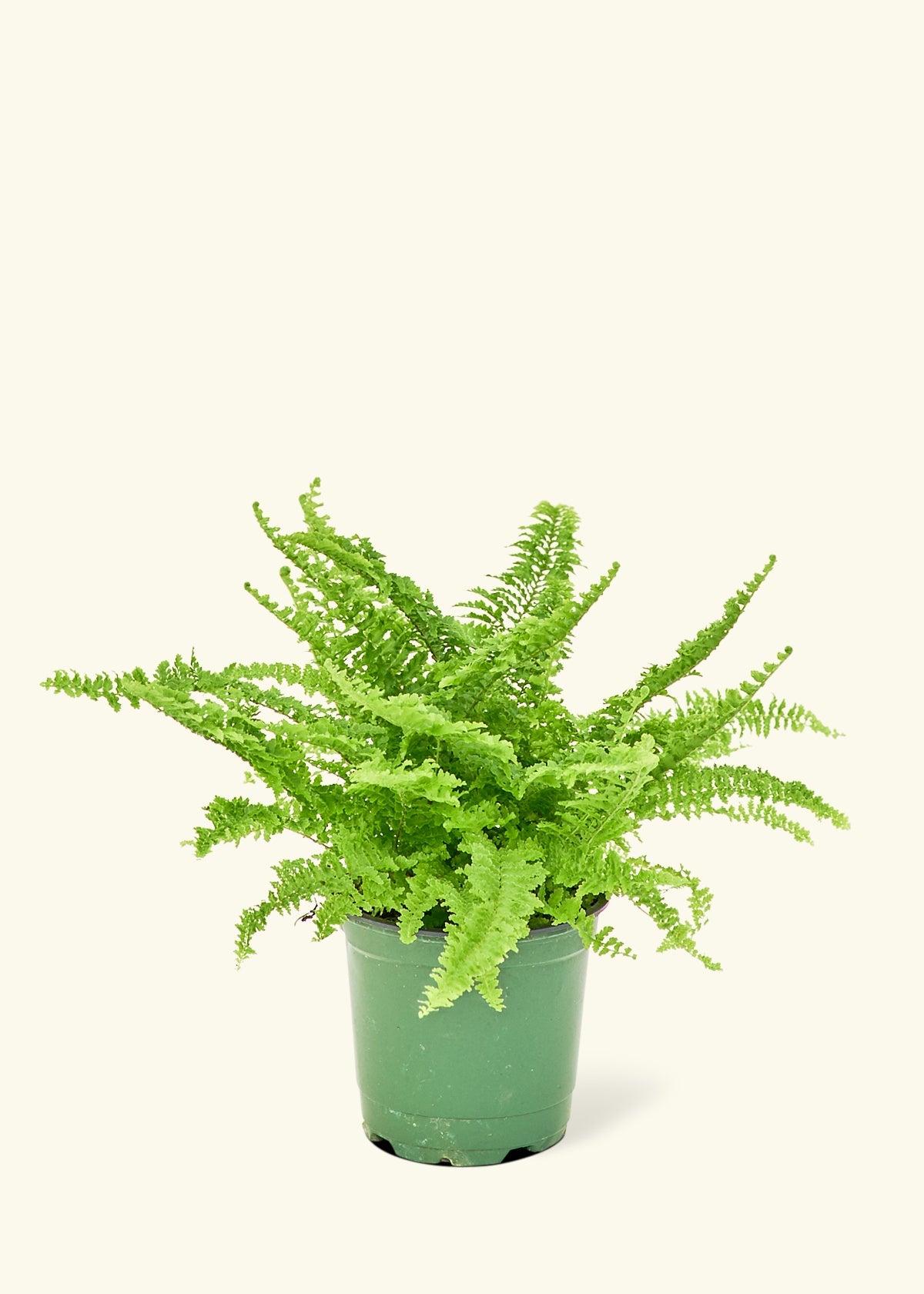 hanging fern planter Boston Fern