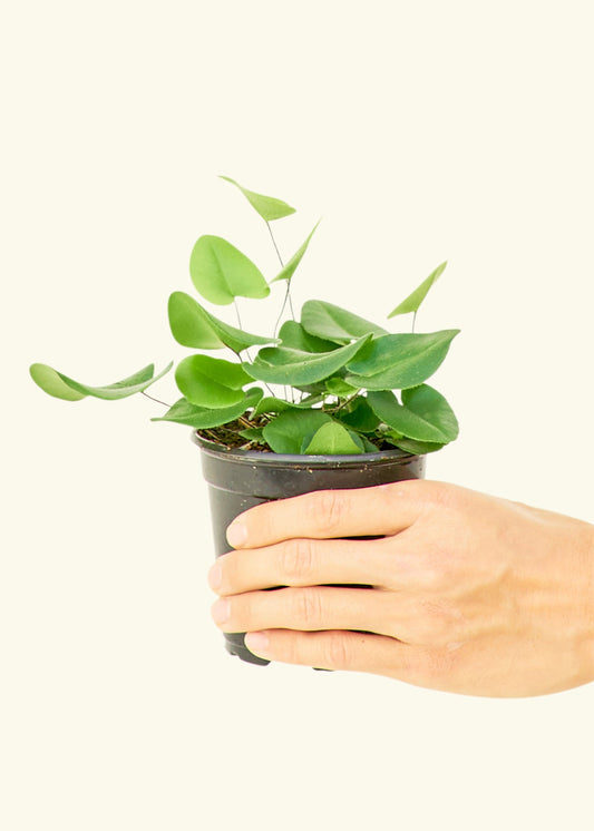 Heart Leaf Fern in a 4 inches grow pot