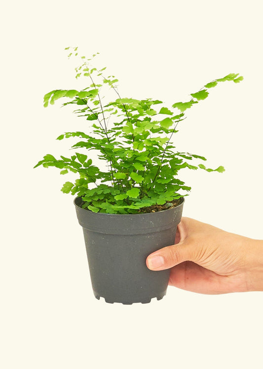 Maidenhair Fern in a 4 inches grow pot
