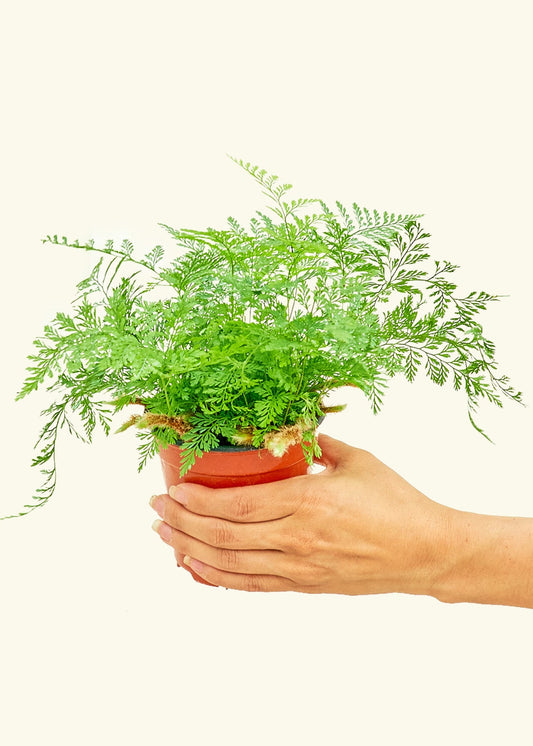 Rabbit Foot Fern in a 4 inches grow pot