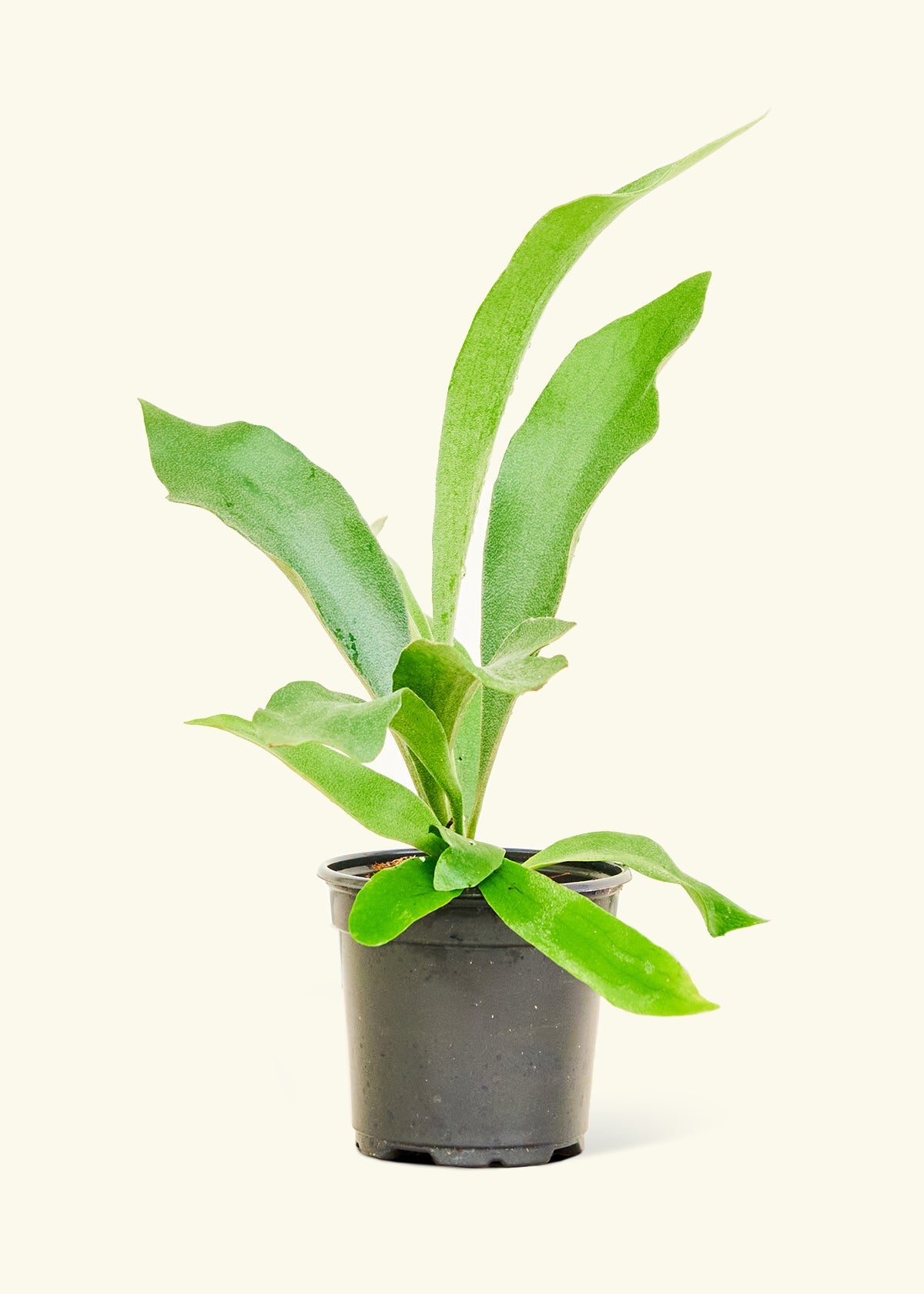Staghorn Fern for Sale – Hey Rooted