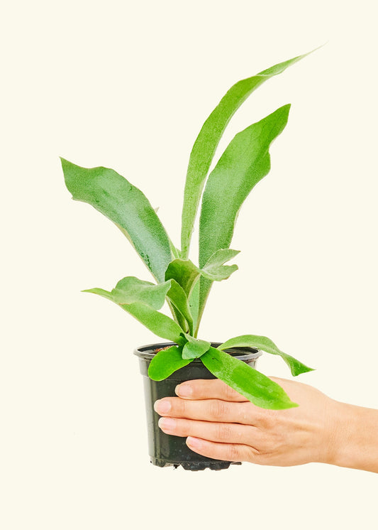 Staghorn Fern in a 4 inches grow pot
