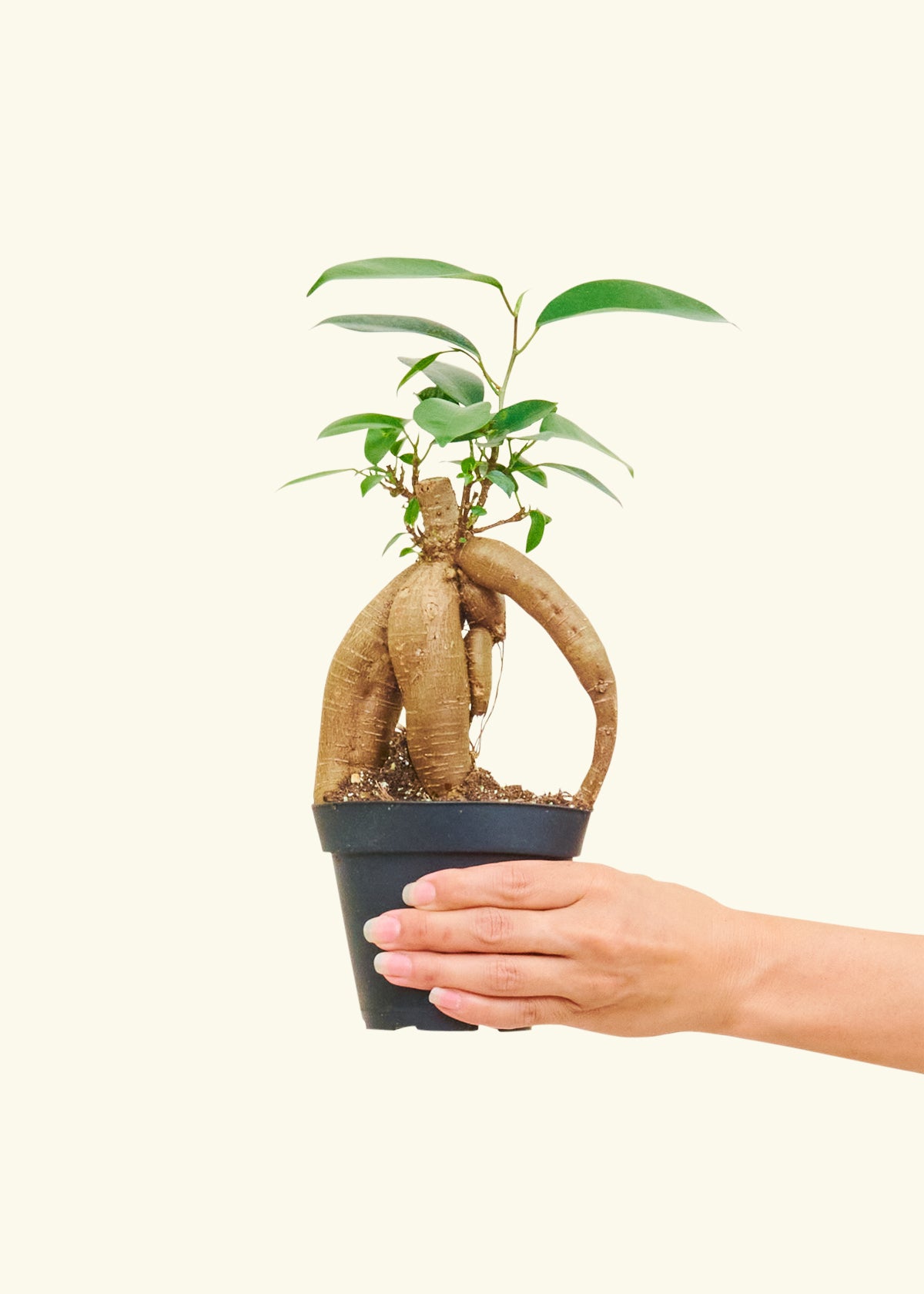 Small Ficus Ginseng in a 4 inches grow pot