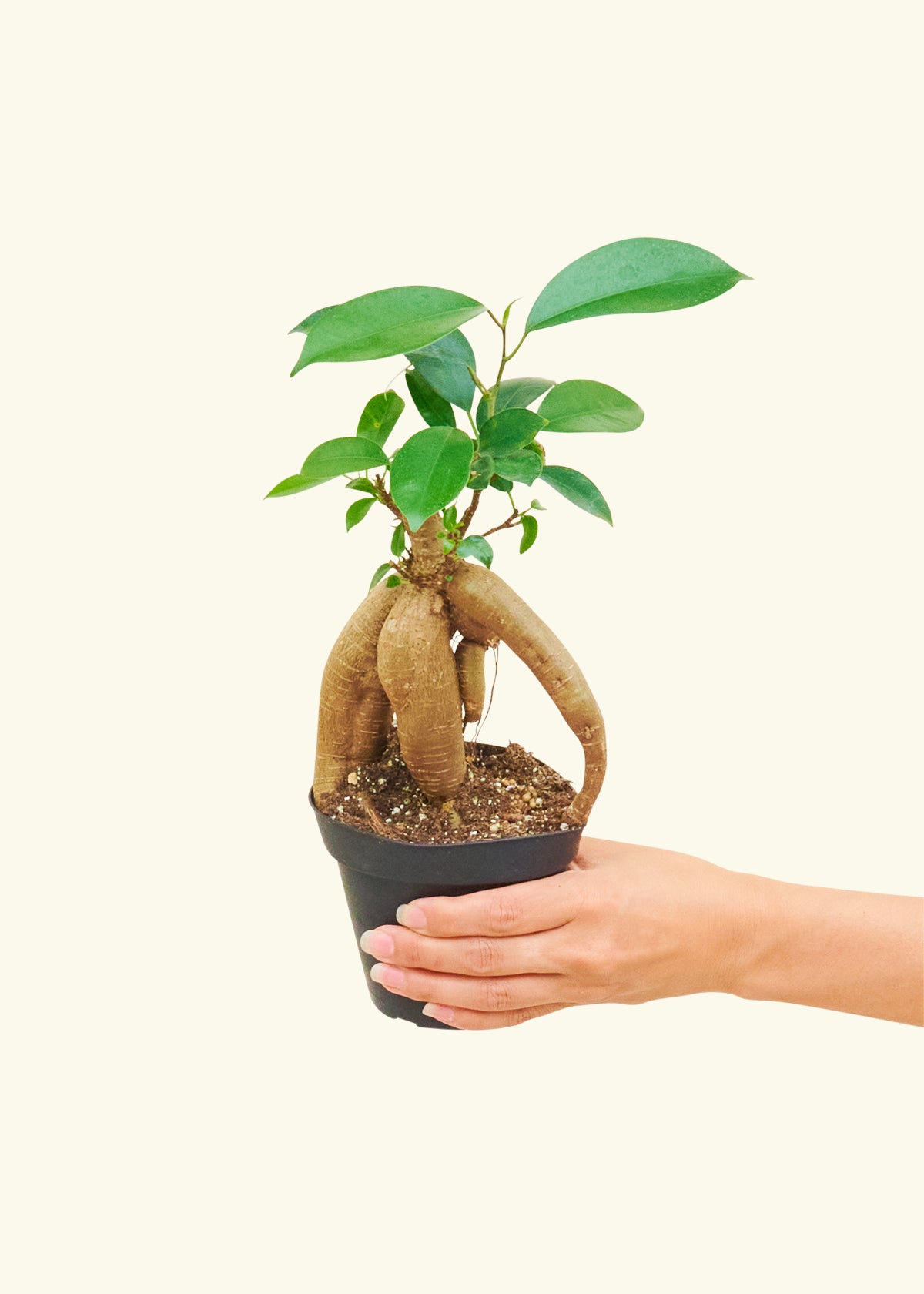 Small Ficus Ginseng in a 4 inches grow pot