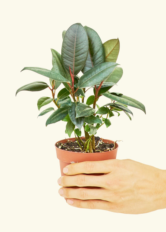 Rubber Tree Burgundy in a 4 inches grow pot
