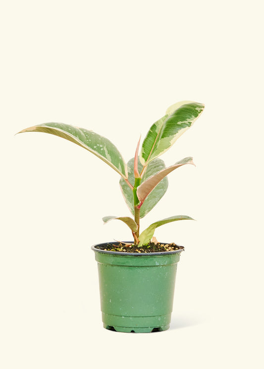 Variegated Rubber Plant in a 4 inches grow pot