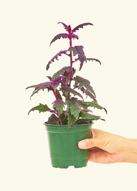 Purple Passion Plant in a 4 inches grow pot