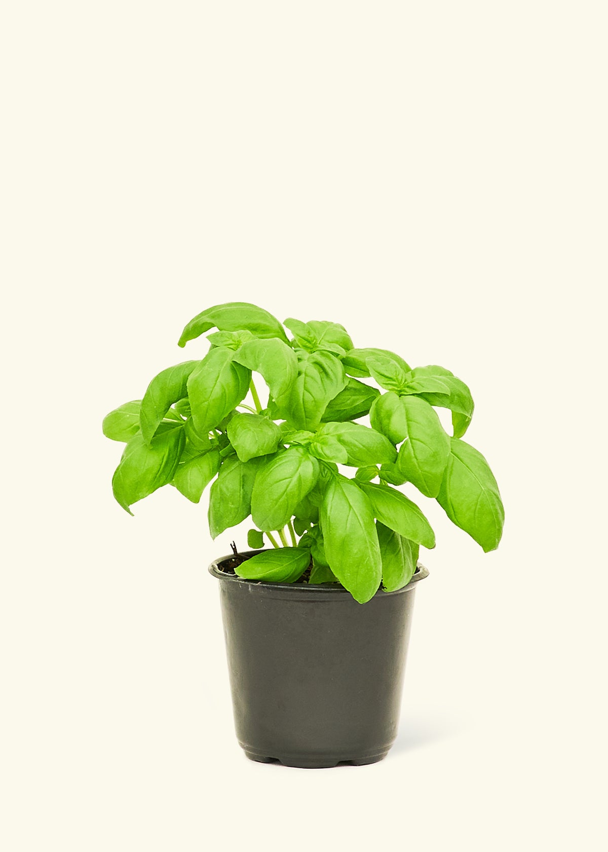 basil plant in pot Basil (Ocimum basilicum)