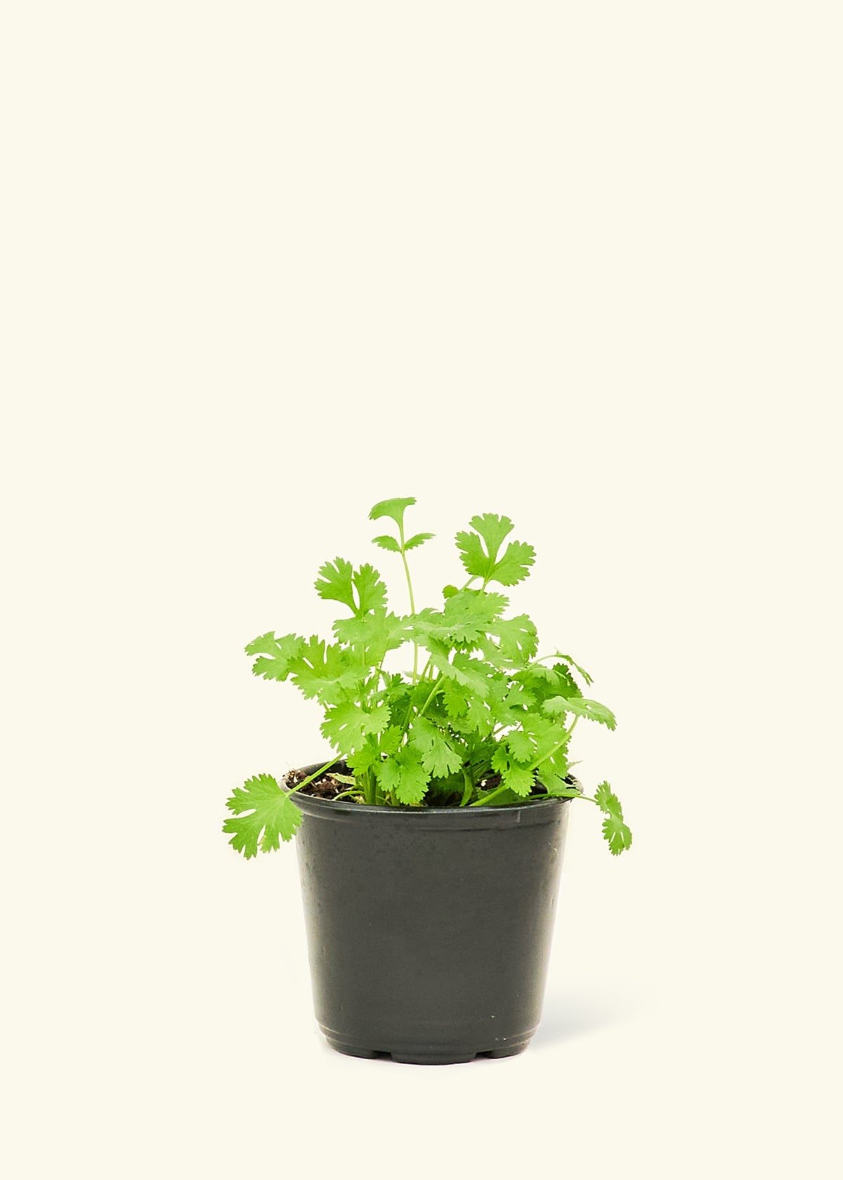 coriander plant pot Cilantro (Coriandrum sativum)