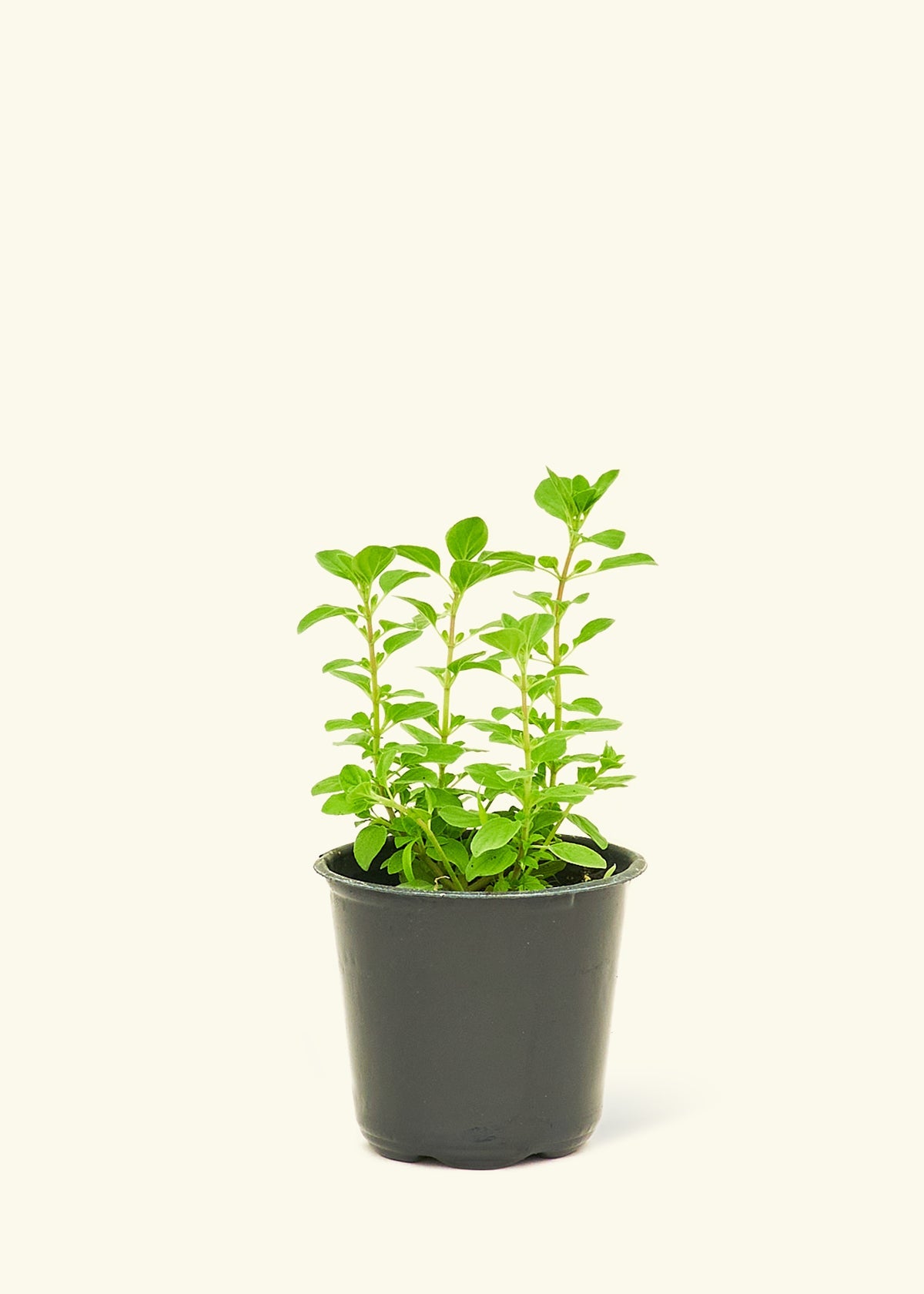 potted oregano plant Italian Oregano (Origanum vulgare)
