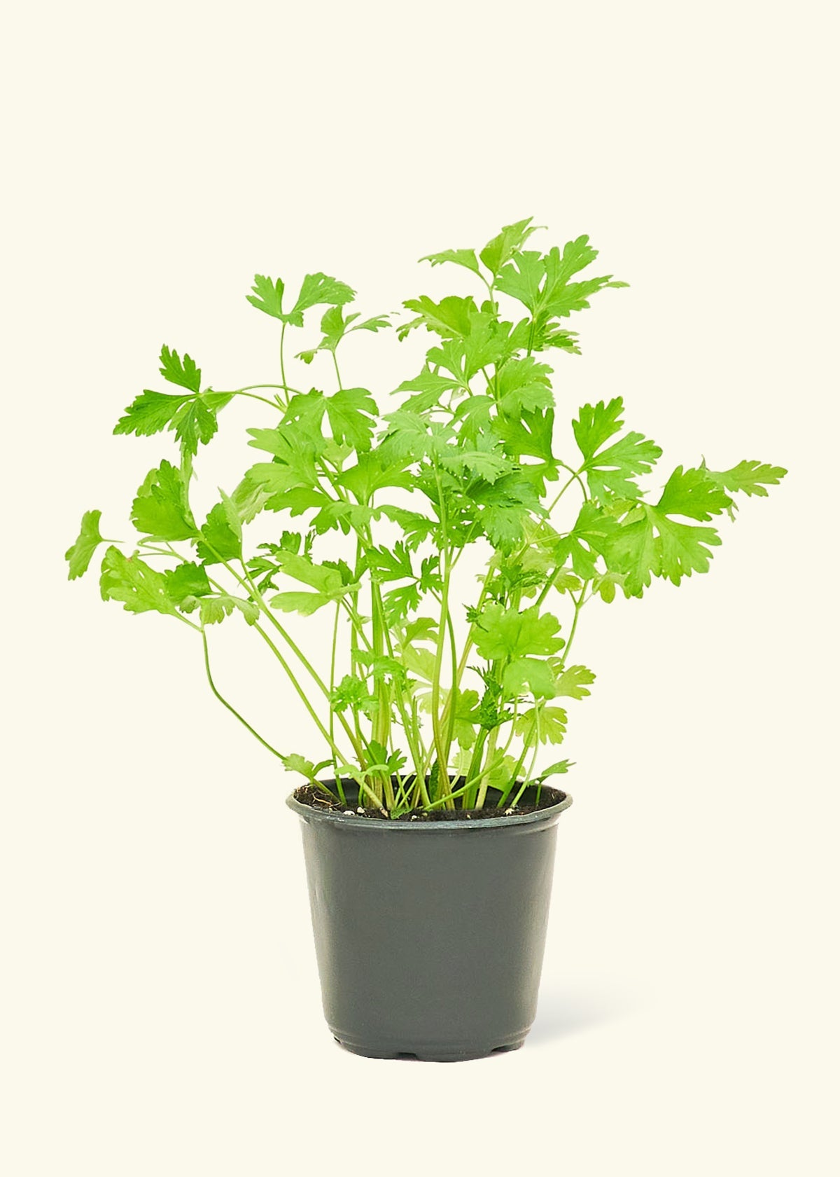 house plant that looks like parsley Parsley (Petroselinum crispum neapolitanum) – Hey Rooted