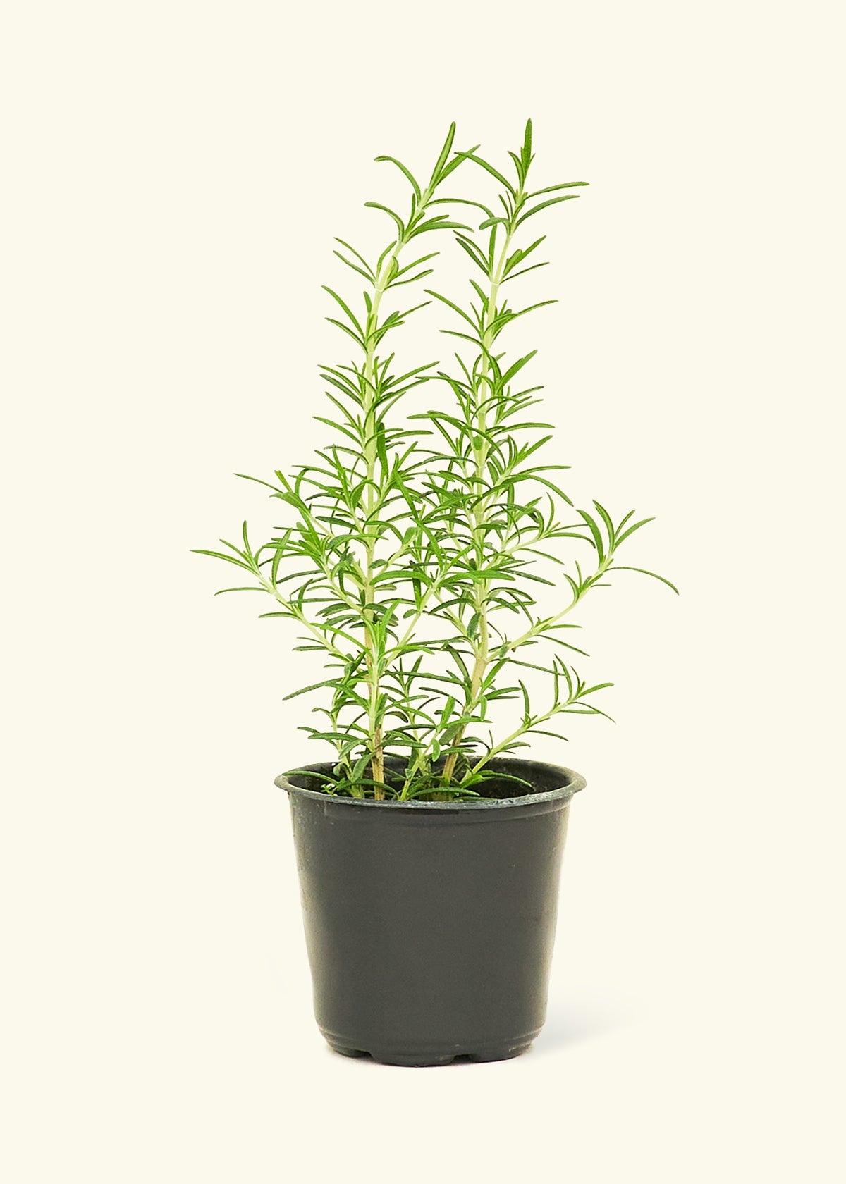 peat moss and perlite for succulents Rosemary (Rosmarinus officinalis) – Hey Rooted