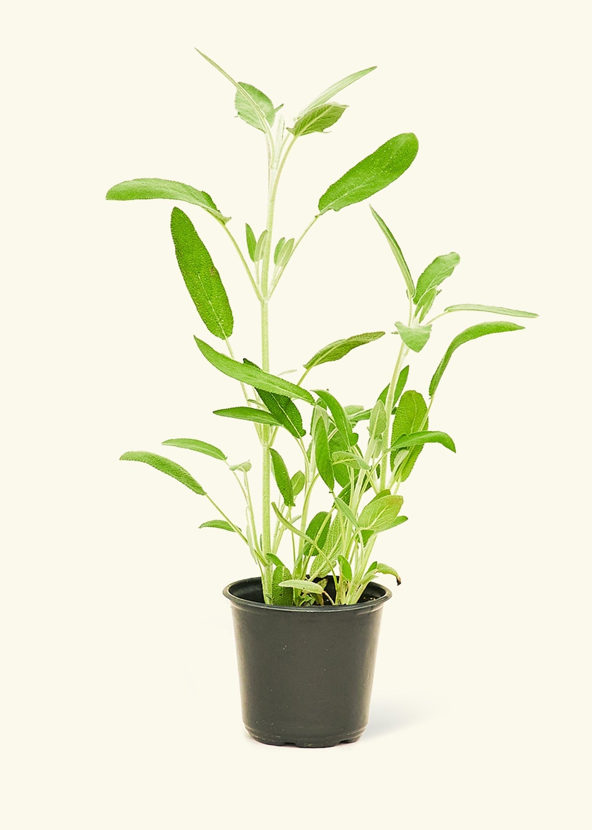 sage plant care indoor Garden Sage (Salvia officinalis) – Hey Rooted