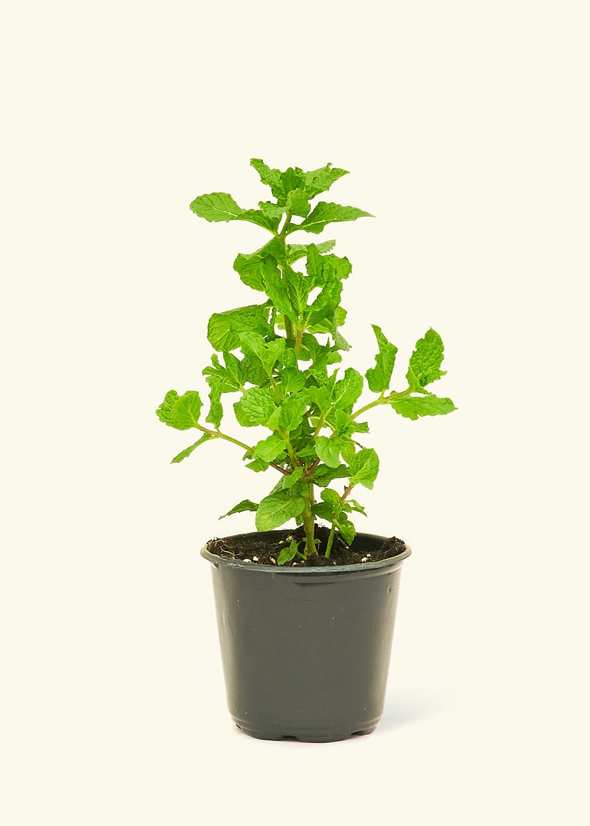 indoor spearmint plant Spearmint (Mentha spicata)