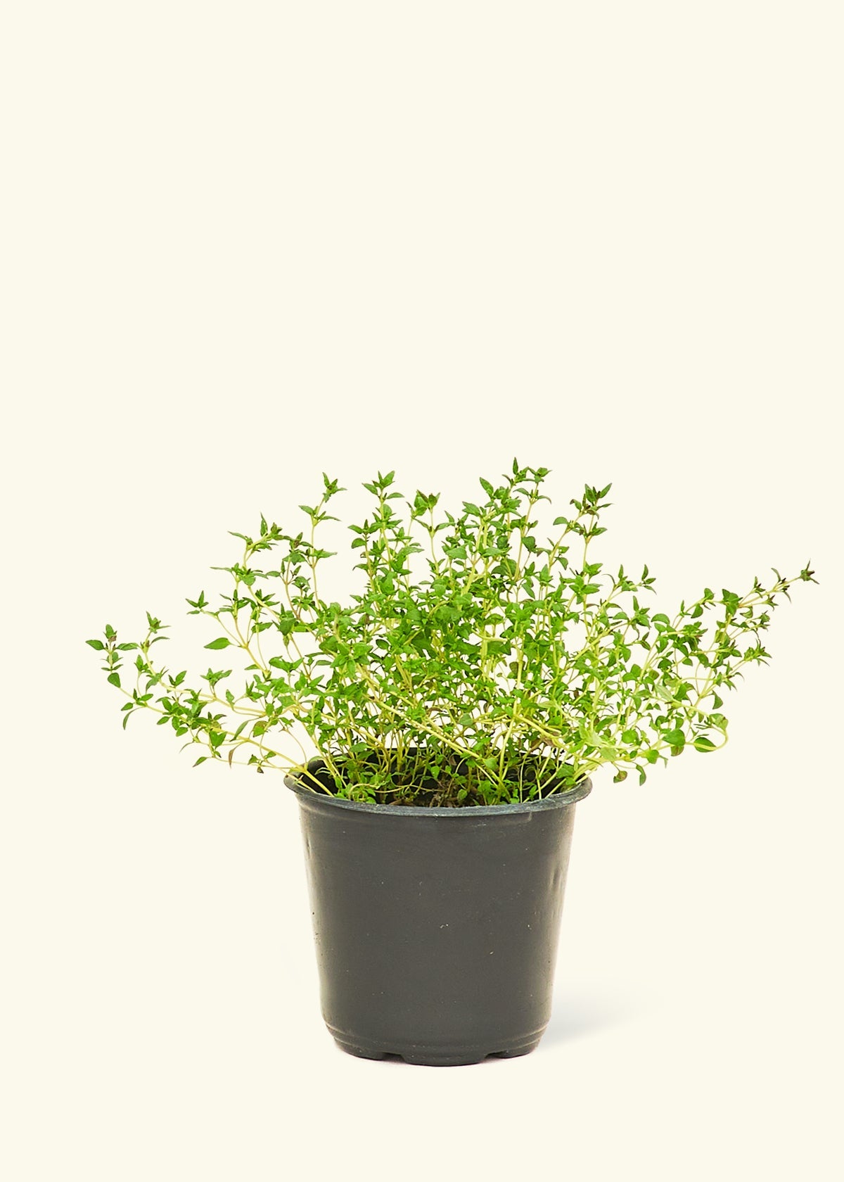 thyme potted plant Garden Thyme (Thymus vulgaris)