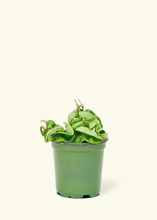 Hindu Rope Plant in a 4 inches grow pot