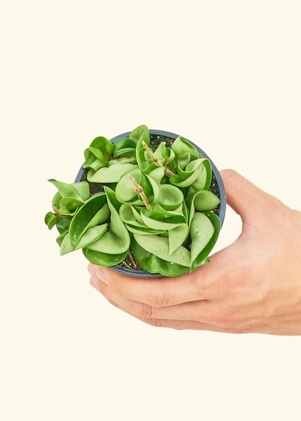 Hindu Rope Plant in a 4 inches grow pot in a Oat Petal Drip Tray