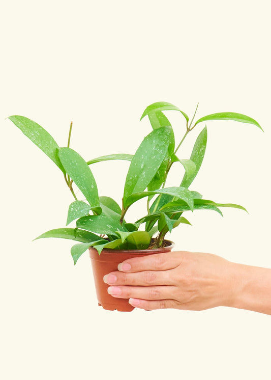 Hoya Silver Splash in a 4 inches grow pot