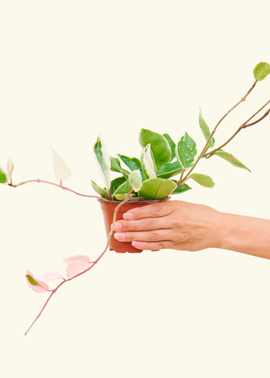 Hoya Krimson Queen in a 4 inches grow pot