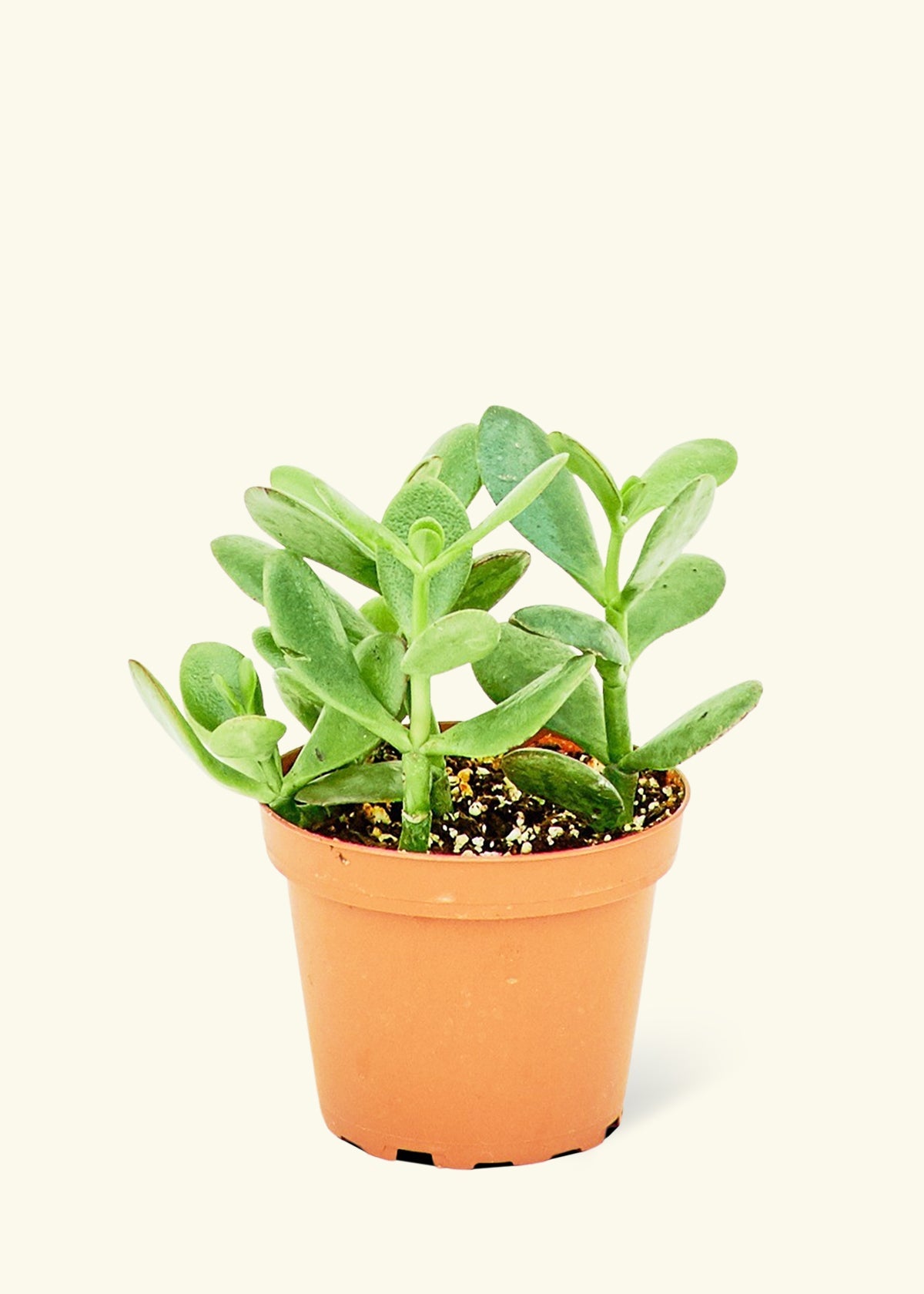 classic jade succulent Jade Plant – Hey Rooted