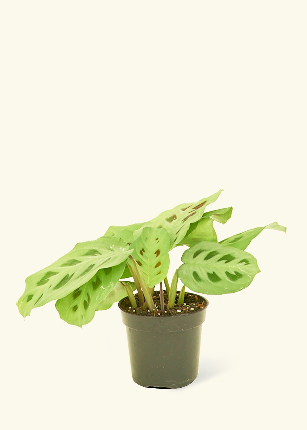 Beauty Kim Prayer Plant in a 4 inches grow pot