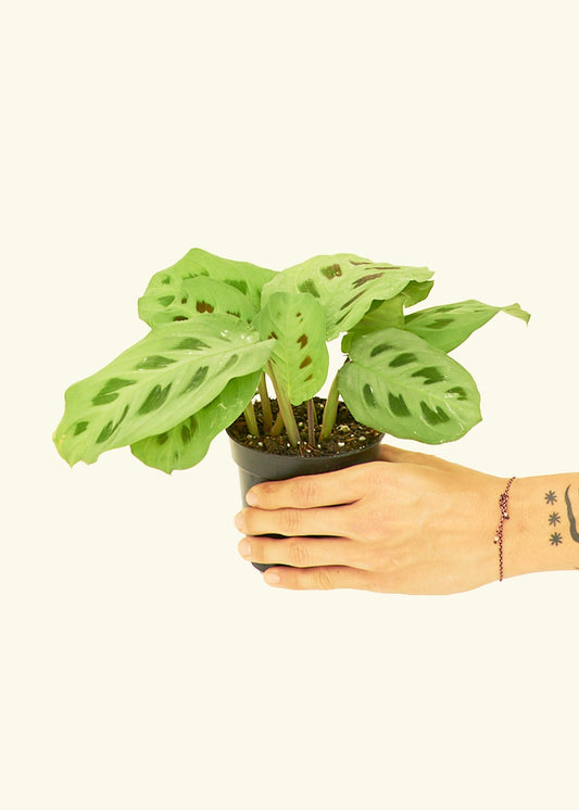 Beauty Kim Prayer Plant in a 4 inches grow pot