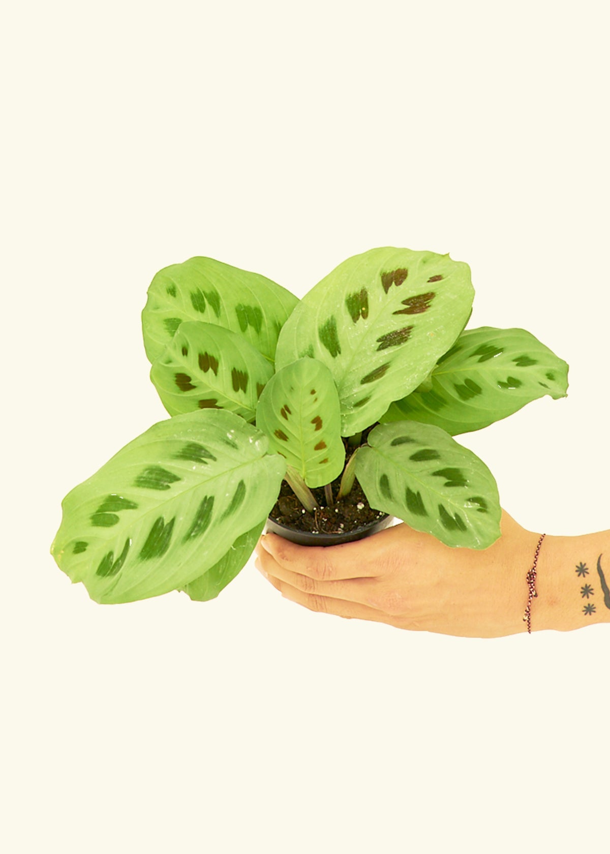 Beauty Kim Prayer Plant in a 4 inches grow pot