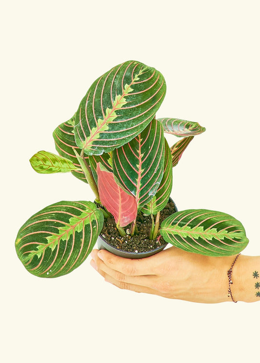 Red Prayer Plant in a 4 inches grow pot