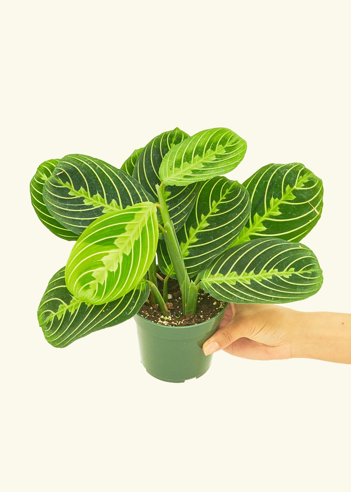 Lemon Lime Prayer Plant in a 4 inches grow pot