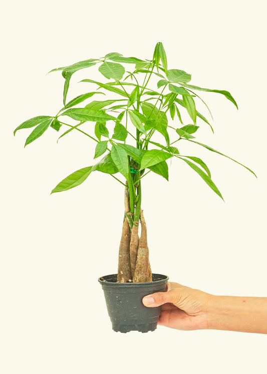 Money Tree in a 4 inches grow pot