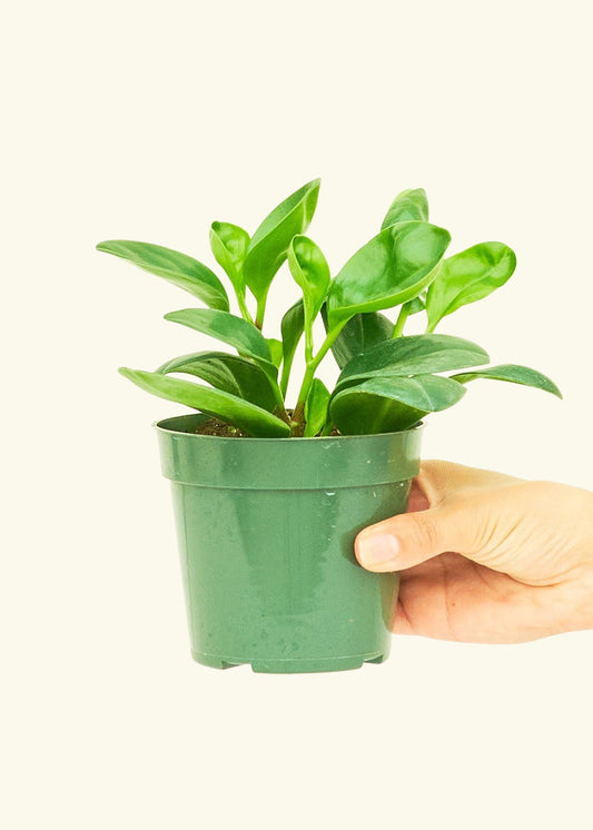 Baby Rubber Plant in a 4 inches grow pot